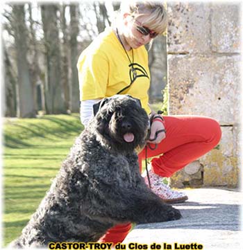 bouvier des flandres du clos de la luette - copyright déposé